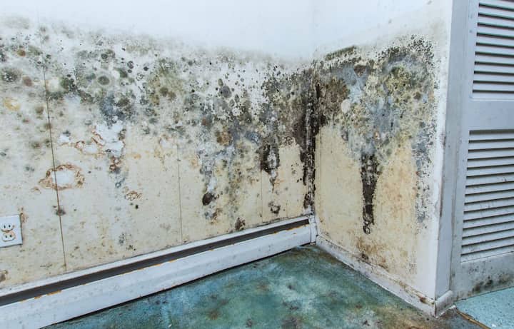 residential mold removal experts in Auburn